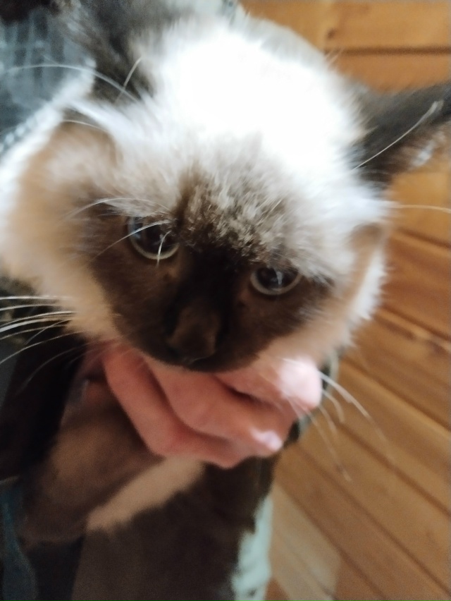 У кого потерялась кошечка сиамская , бегает со среды 26 ?...