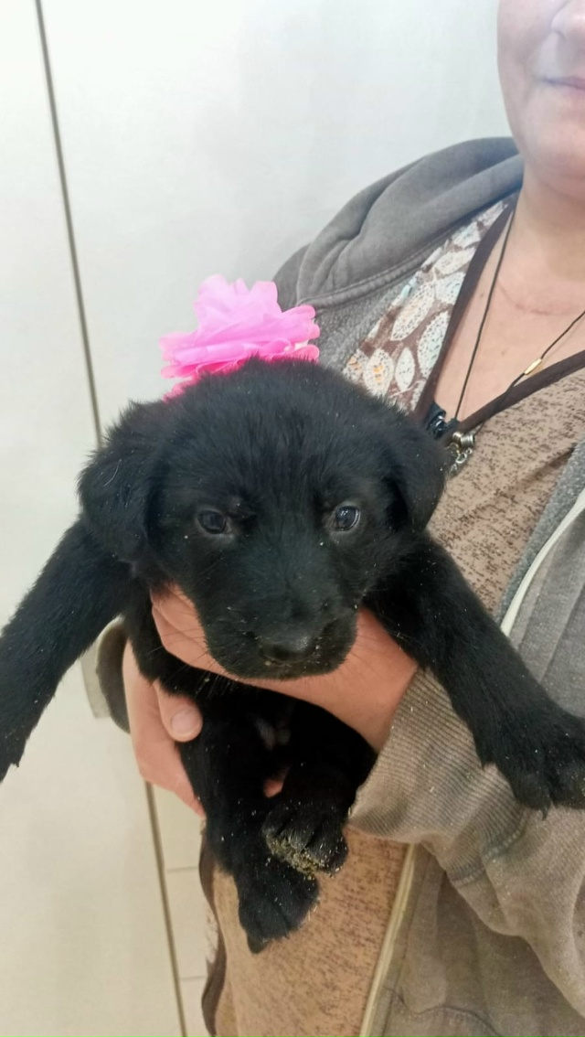 Отдам в хорошие руки щенков, 4 девочки, 2 мальчика, возра...