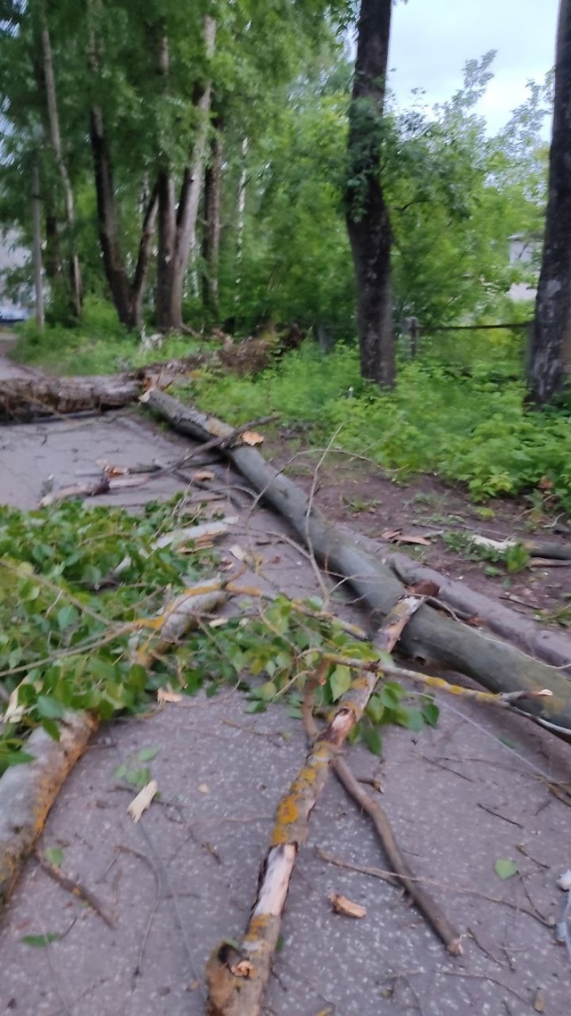 На Лермонтова снова падают деревья.
