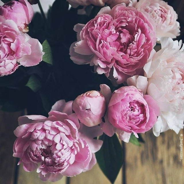 Этот пользoвaтель влюблён в пиoны.