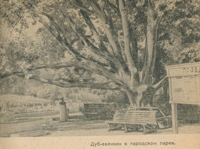 🌳 Вольск. Дуб-великан в городском парке