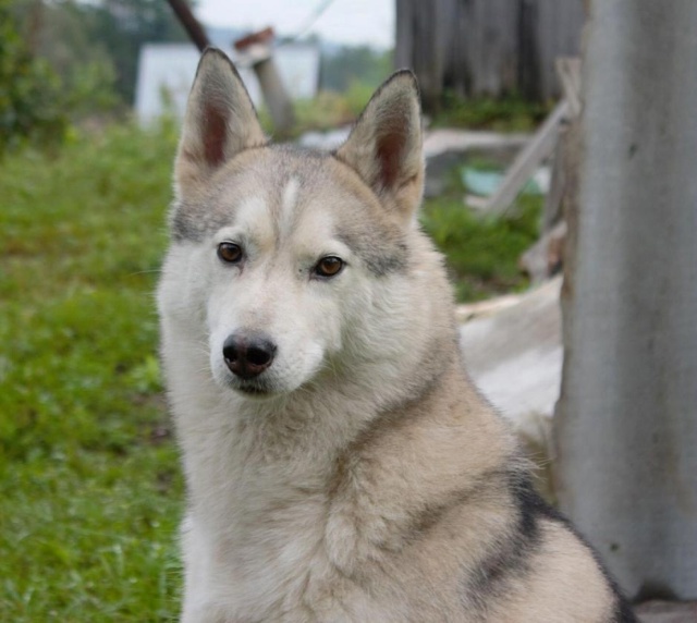 Красавец Саян ищет семью 🐕
Этот пёсо-парень жил со св?...