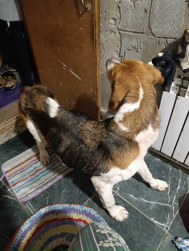 Кто потерял собаку? Охотничья девочка, очень худая. Нах...