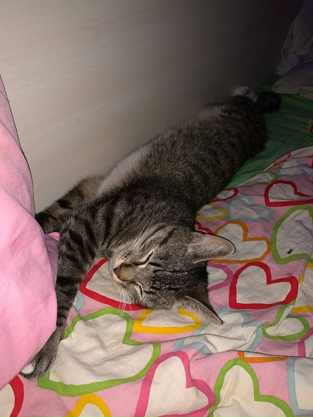 анон. доброго времени суток, 8го октября потерялся коти...