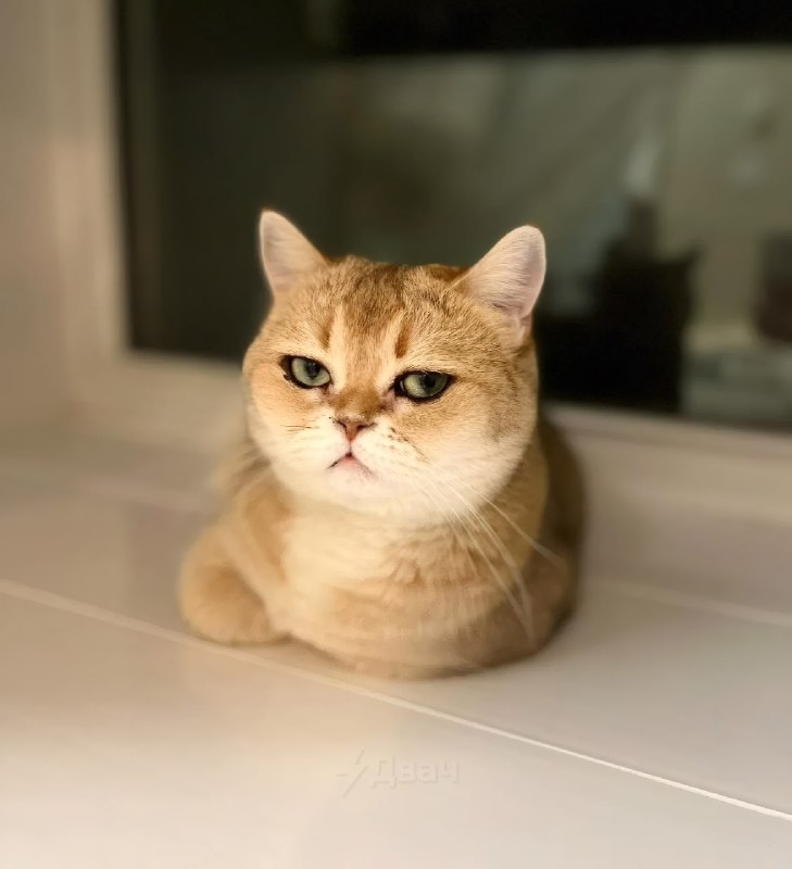 Тян показала свою кошку, у которой от природы такие ровные стрелки, будто глаза реально накрашены по