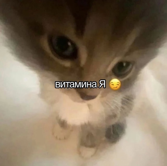 Ты, прав, котя