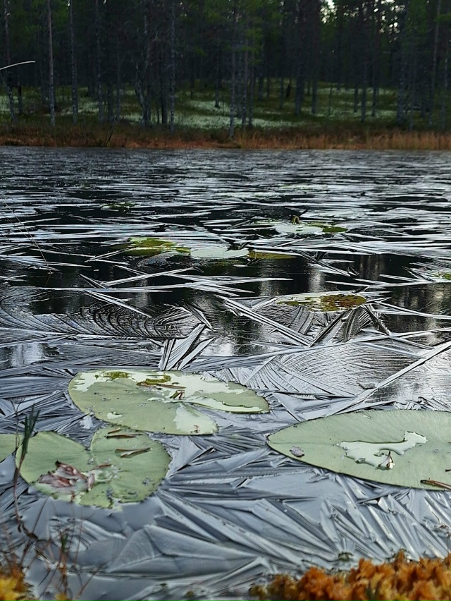 Красота первых заморозков в Мурманской области💙
Фот?...