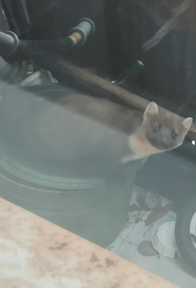 Такая животинка забежала к нам на балкон в Кулое. Разби...