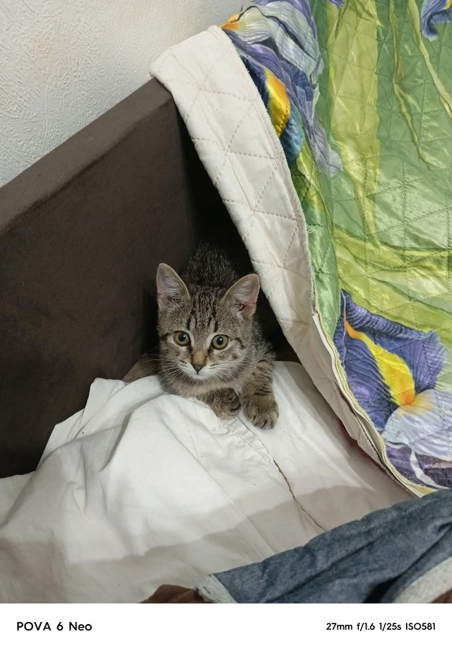 Отдадим котёнка в добрые руки. Девочка, 2 месяца. К лотк?...