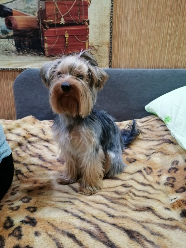 Помогите найти друга ??? Потерялся йокширский терь...