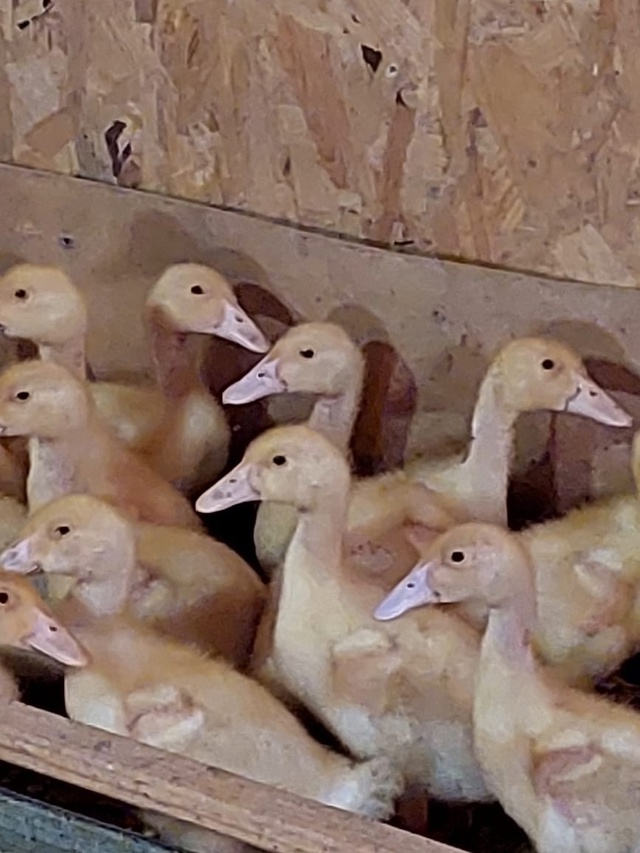 ❗❗❗ПРОДАЮТСЯ❗❗❗
Цыплята 🐥 Бройлерные 40-ка дневны?...