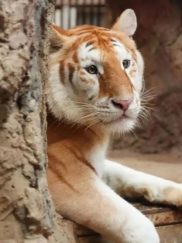 Знакомьтесь, это Ава. Ей 4 года, и она - золотая тигрица.
...