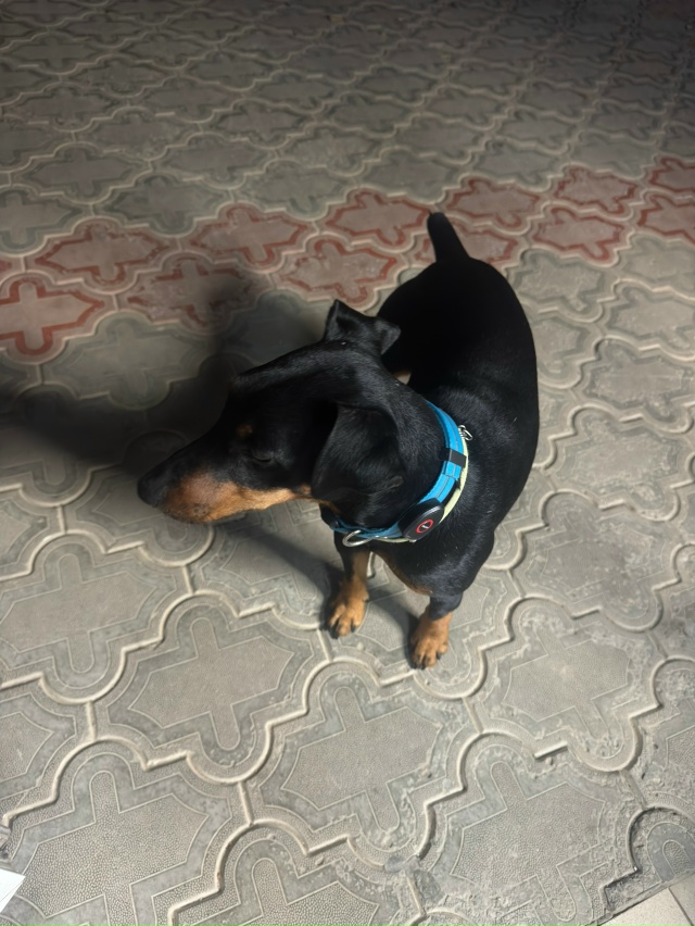 На консоле бегает собака. Возможно потерялась. Придерж...