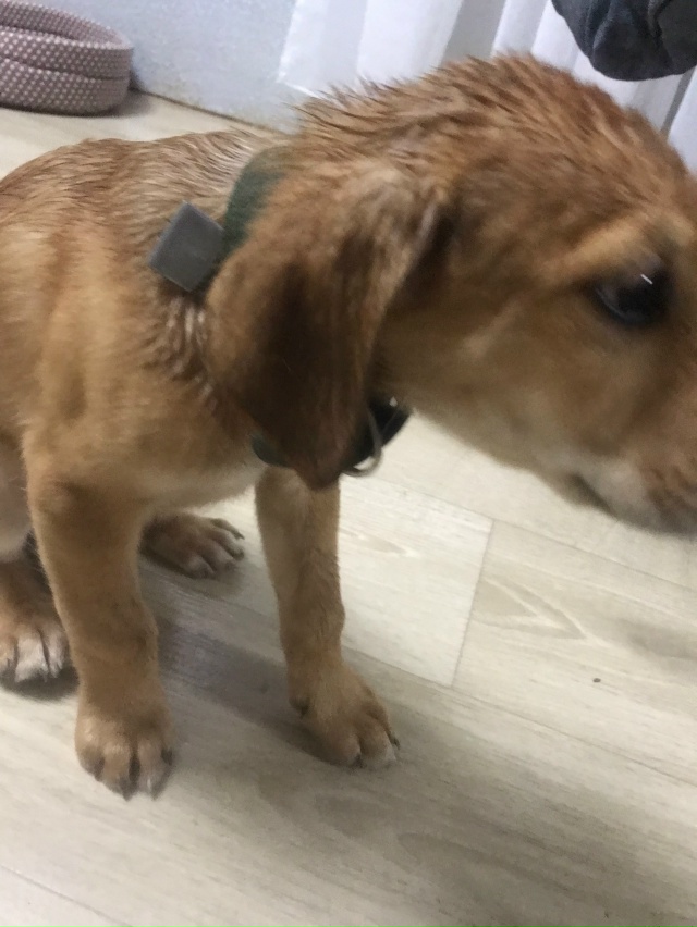 Найден щенок (кобель) с ошейником,в Октябке (Боровая ул....