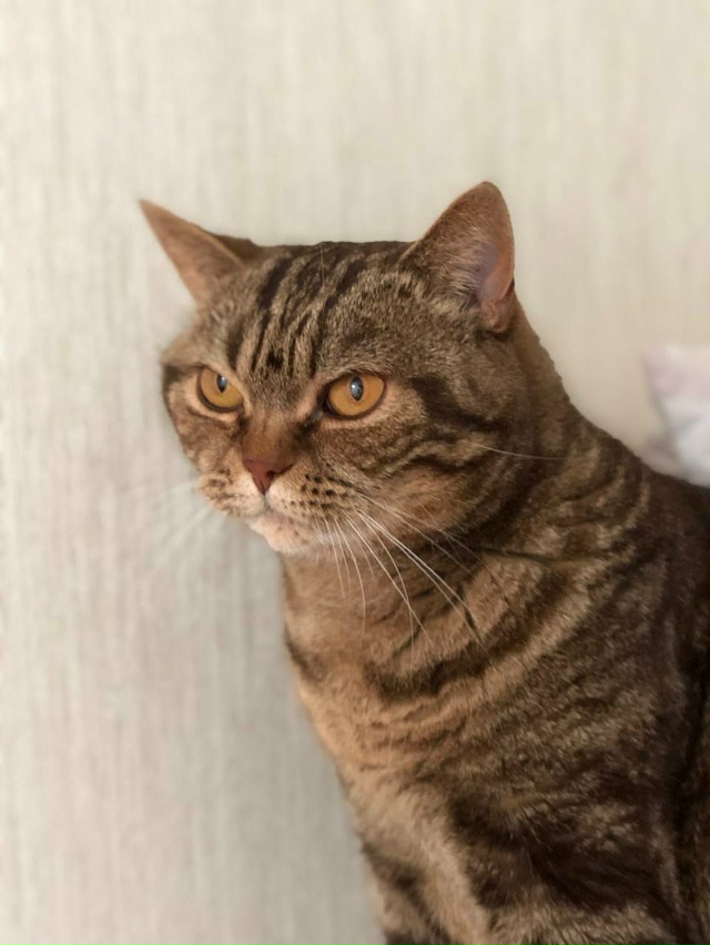 Пропала кошка в районе Никитского монастыря, отзывает?...