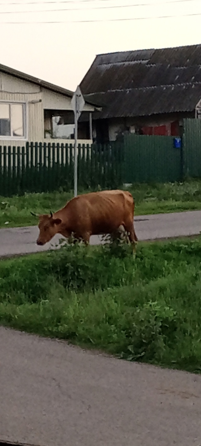 На перекрёстке Карла Маркса - Новый быт чья то корова с?...