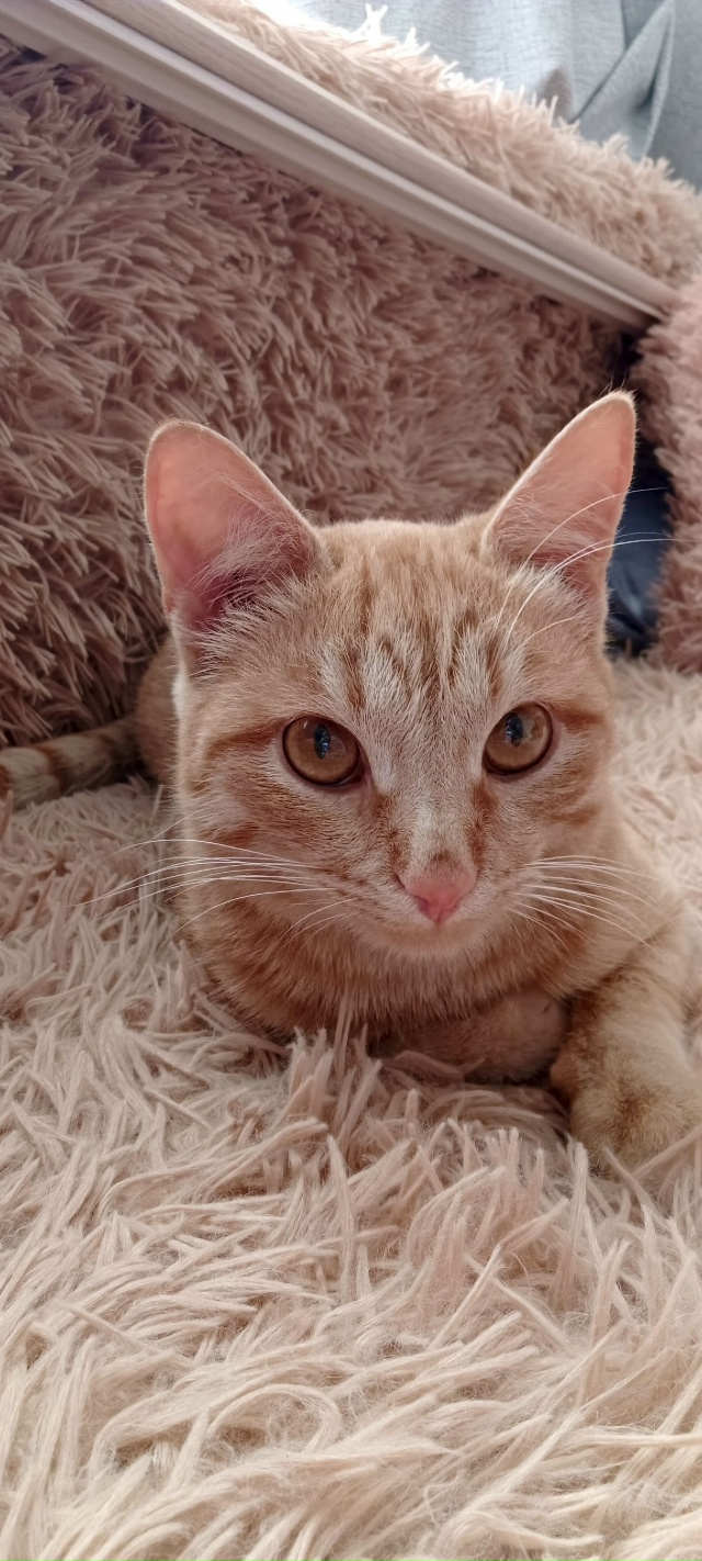 Пропал кот, в районе ЦРБ.
Может к кому прибился, или кто...