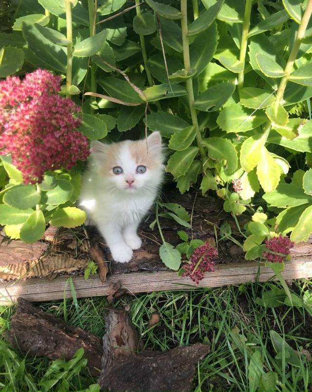 Отдам котят в добрые руки. Пишите в лс)