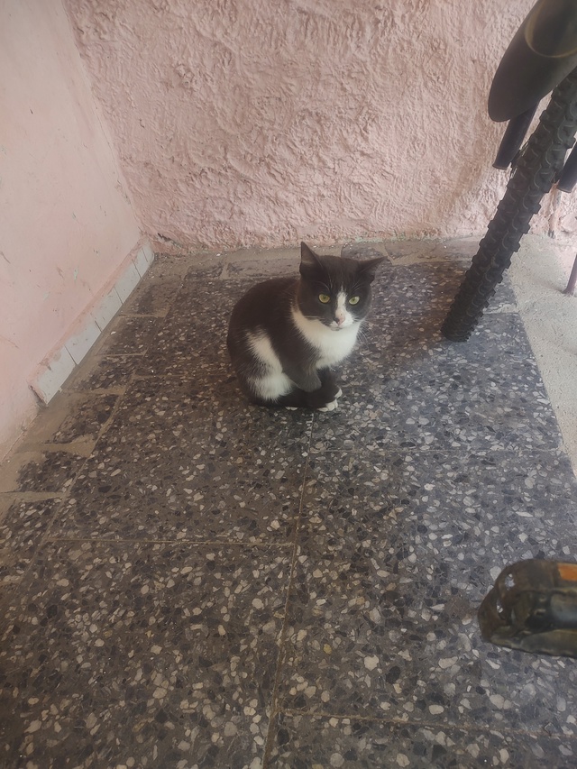 Чей котик