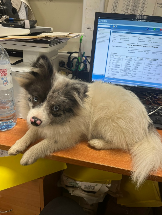 Помогите пожалуйста
Нашелся песель, забежал в магазин...