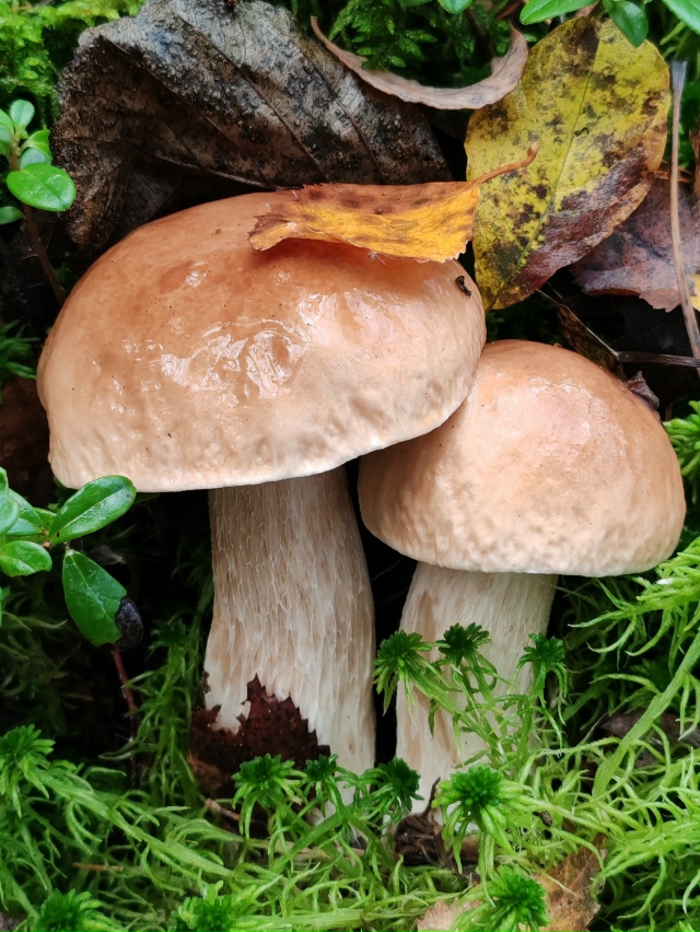 Тихая охота ❤️
16.10.2025г.
г. Рыбинск