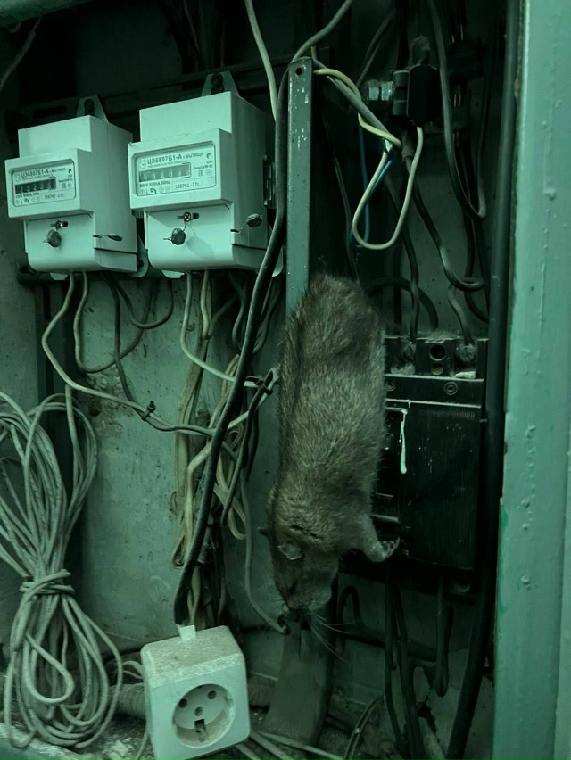😳 У нас в подъезде крысы уже даже в щитах электрики. УК...