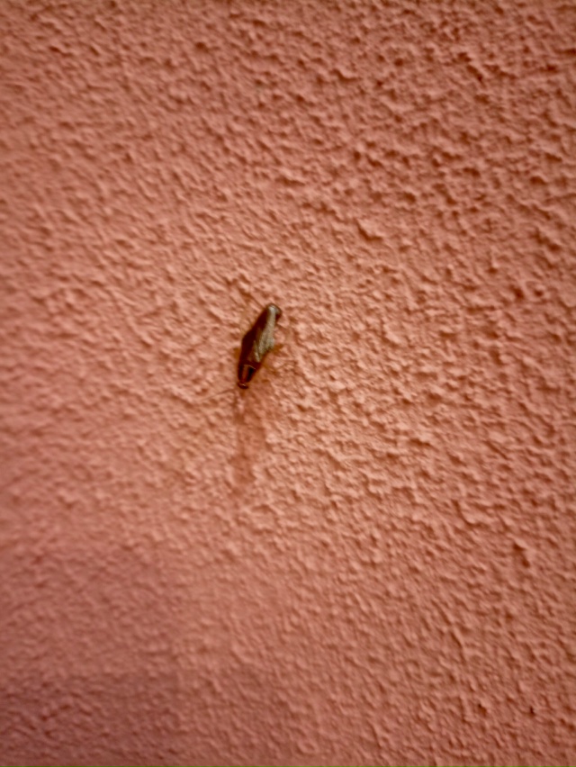 Какая вкуснятина в НЕРУССЕ, ползал сегодня по человеку...