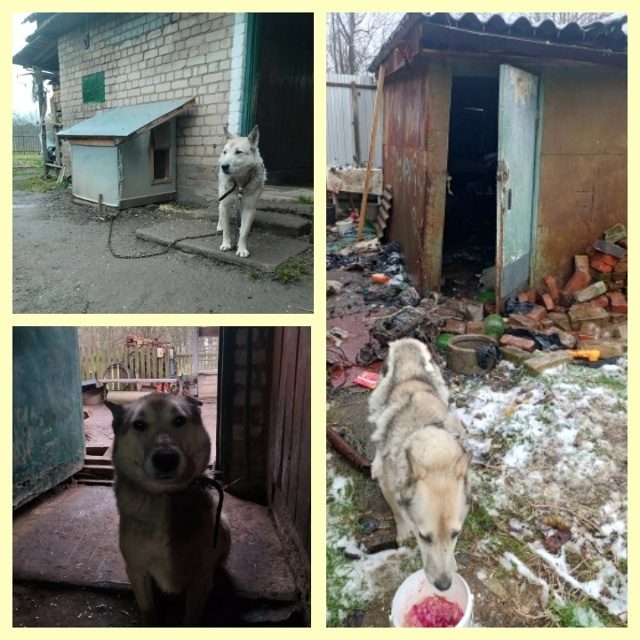 Всем, кто переживал за Вольта, которого хозяева бросил...