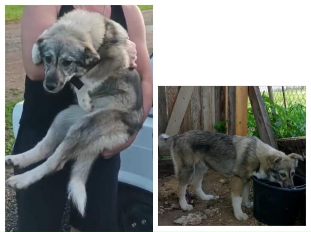 Все ещё надеемся найти собаку, потерялась в районе 159 к?...