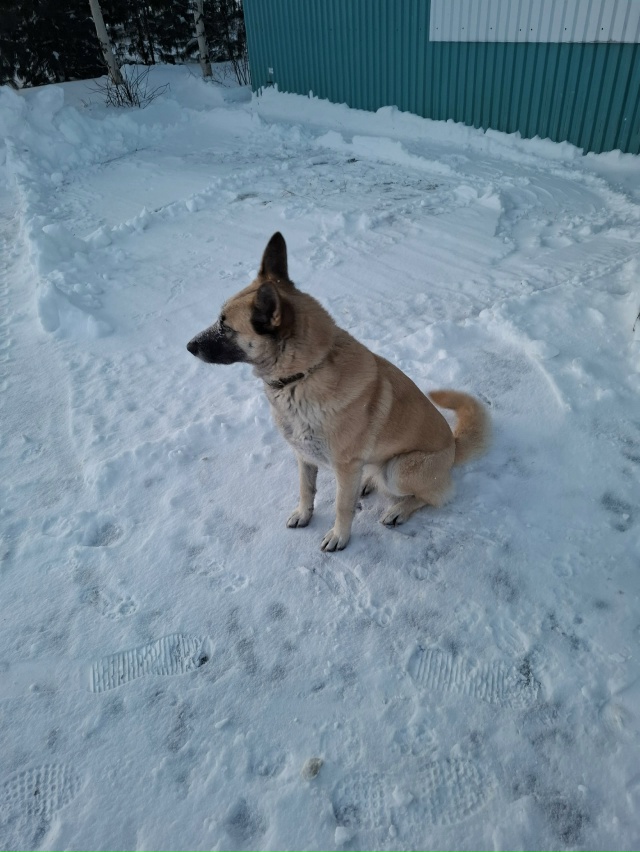 Добрый день! Может кто потерял собачку, бегает уже втор...