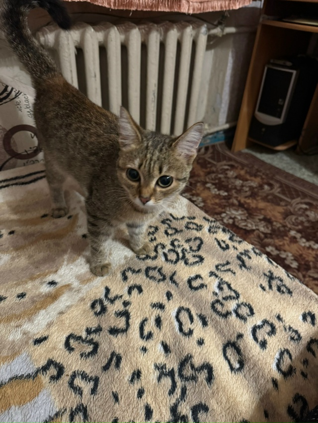 Здравствуйте! Сегодня днём (09.08) нашла котёнка-подростк...