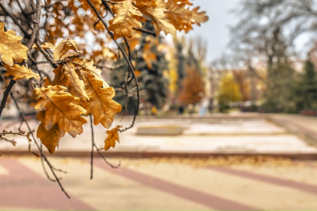 🍁Осенний Воронеж, центр
