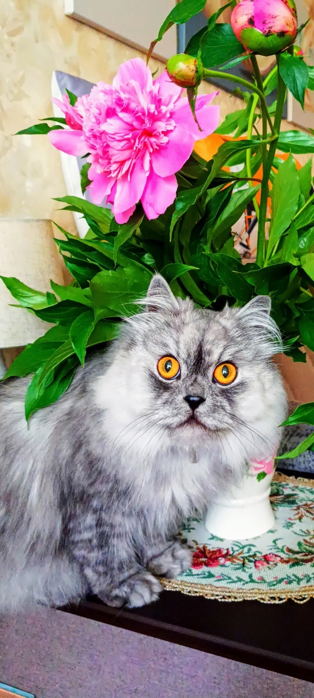 Макс