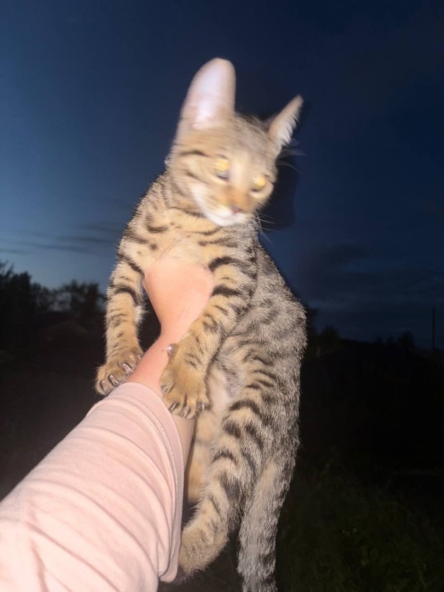 Нижняя Тура‼️ Внимание‼️
Чей котенок гуляет безхозн...