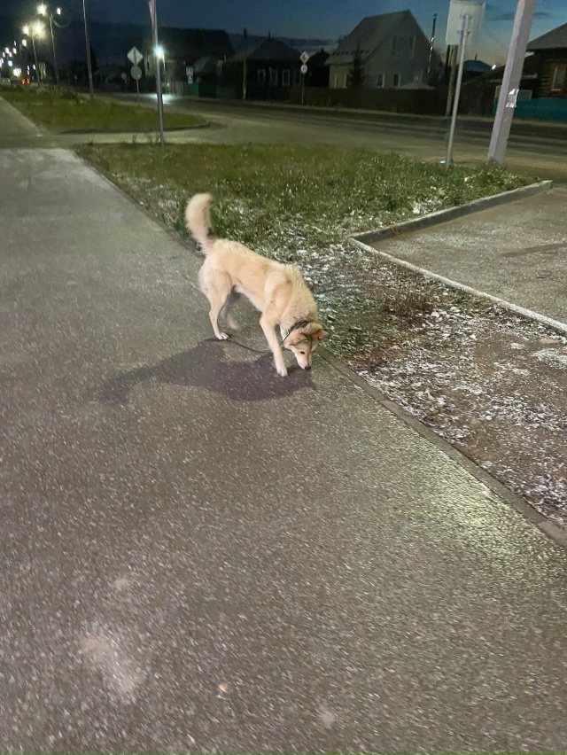 Чья потеряшка? Видно что сорвалась