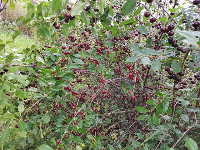 Продам вишню 89128444631