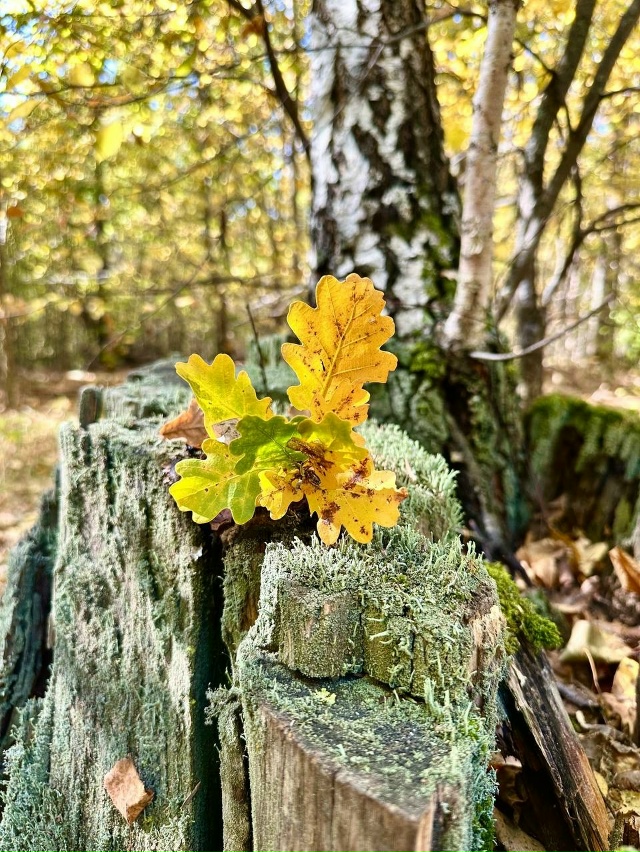 «Бузулукский бор» впервые попал в ТОП-10 самых посещаем...