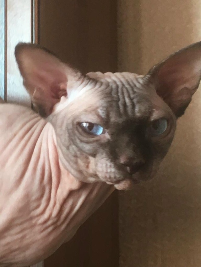 Знакомство с кошкой, да ещё с возрастной!!!!! ПРОБЛЕМА? Н?...