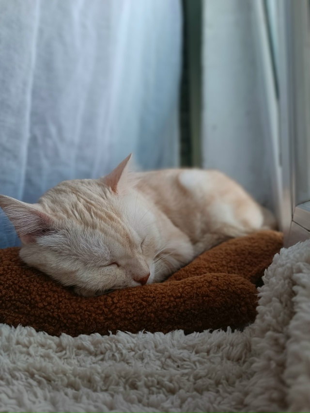 У Персика заслуженный выходной)