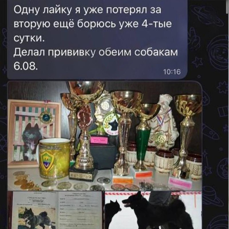 Сотни собак по всей России оказались при смерти после прививки от бешенства.
Вакцина «Мультикан-8»