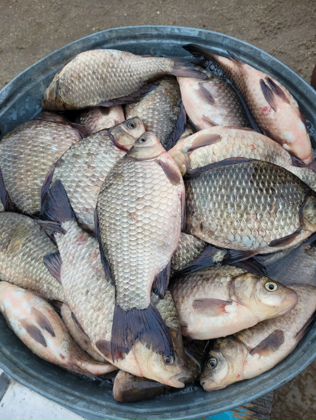 Карась 1кг-150р
89058161422