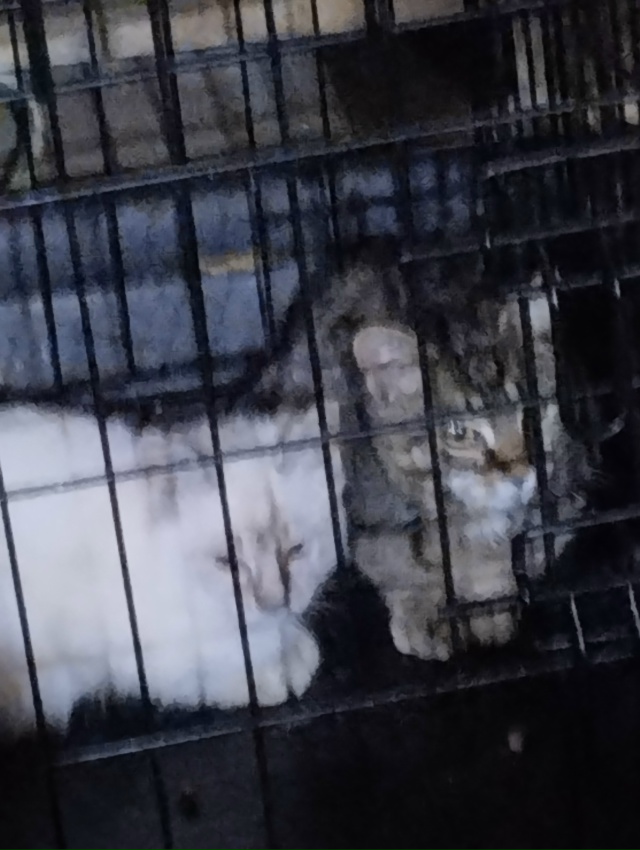 Кошка в СНТ родила котят. Котятам по 3,5-4 мес, одна девоч?...