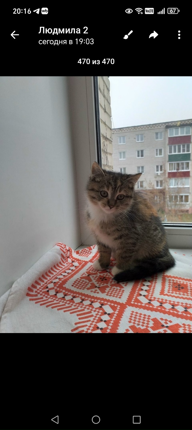 Отдам кошечку 2 месяца в добрые руки, ласковая очень, жд...