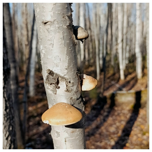 Осенний парк.