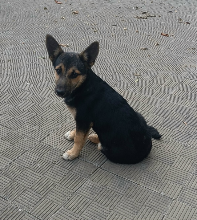 Ищем эту собачку,маленькая в холке, как лисичка, может ?...