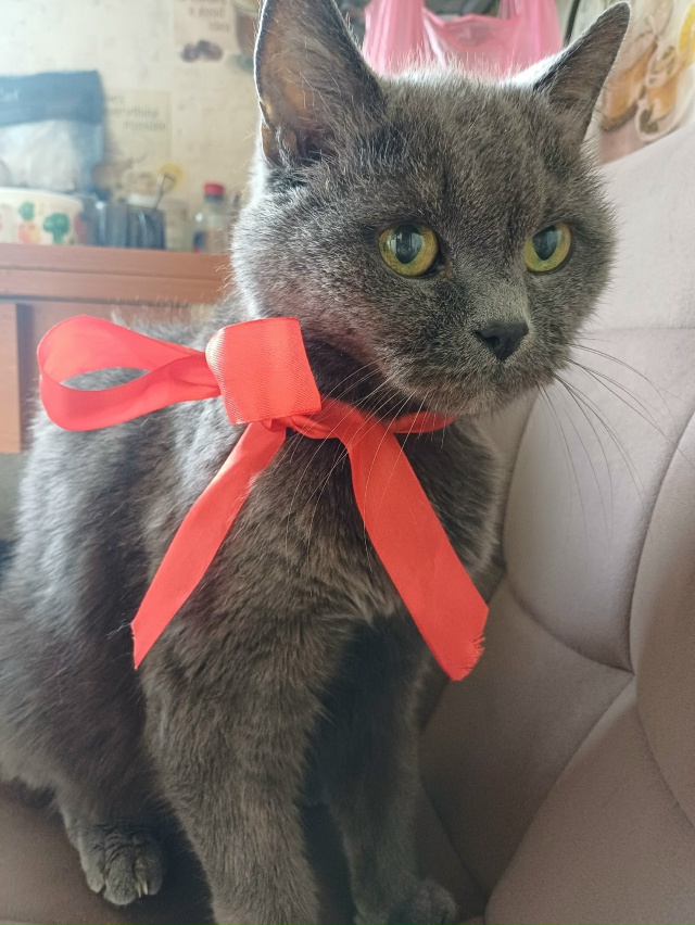 Моему коту Пушку сегодня 20 ЛЕТ!