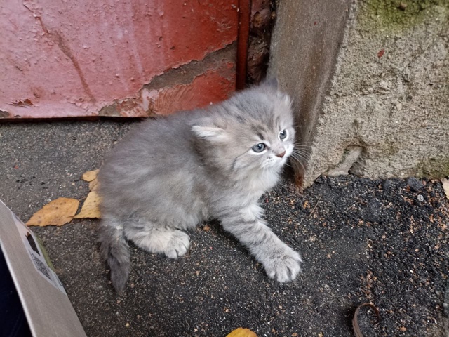 Выбросили котенка около горбани. Может кому-то нужен? З...