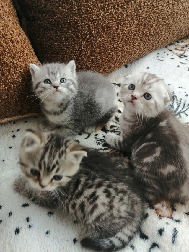 Шотландские котята,тел89108472335