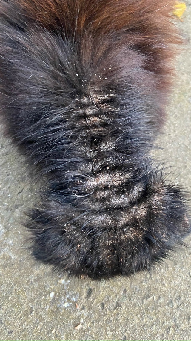 Добрый вечер! Подскажите пожалуйста что это может быть...