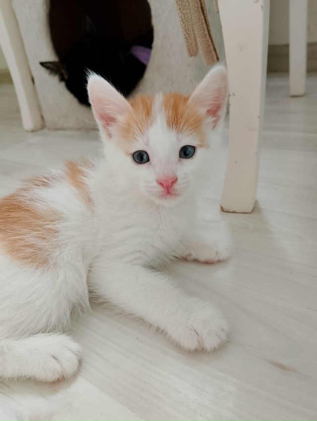 Срочно отдадим котят в хорошие руки, ласковые, игривые,...
